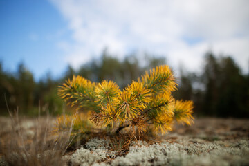 pine forest slender trees land in needles
