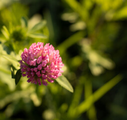 close up of pink flower