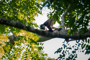 Fototapeta premium Wild spider monkey in the jungle climbing on a tree. 