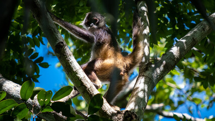 Wild spider monkey in the jungle sitting on a tree. 
