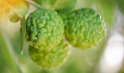 Fresh bergamot fruit on tree nature background, Kaffir Lime, Citrus bergamia with leaf on wooden table, bergamot citrus fruit essential oil concept.