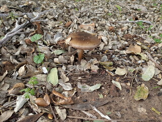 mushroom in the forest