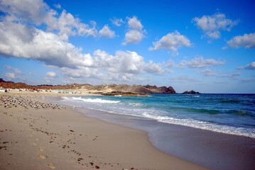 Obraz premium Birds on the beach in the Oman