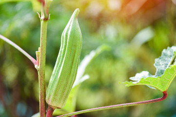 okra on tree growing in the farm, Lady Fingers vegetable.