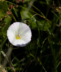 white flower