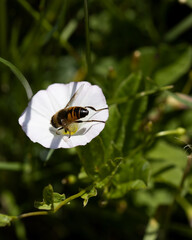 bee on a flower