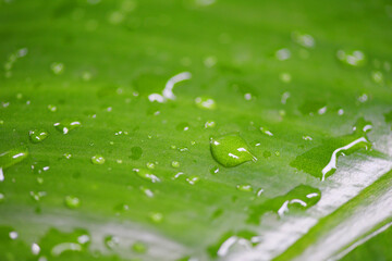 Water drop after rain on leaf beautiful in the tropical forest plant jungle, Close up natural green leaves.