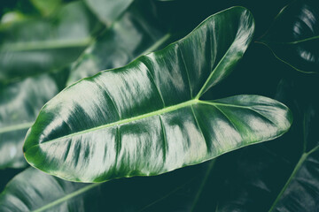 Leaf beautiful in the tropical forest plant jungle, Natural green leaves pattern dark background.
