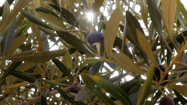 Closeup of black and green olives on olive tree (Olea europaea), branches sway in wind, slow-motion, sun shines through the branches (backlit). Environmental nature background. 
