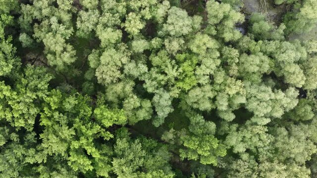 Riparian forest with water standing between trees from directly above. Green treetops from aerial perspective near riverbank. Drone view of wetland with fallen trees in summer.