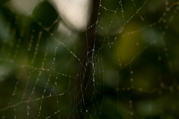 spider web with dew drops