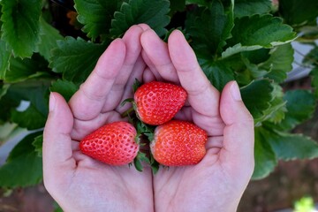 strawberries in the hands