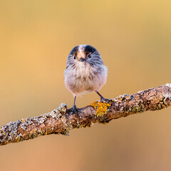 long-tailed tit perched on a branch with yellow background