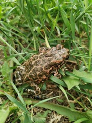 frog in the grass
