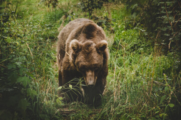 Bär