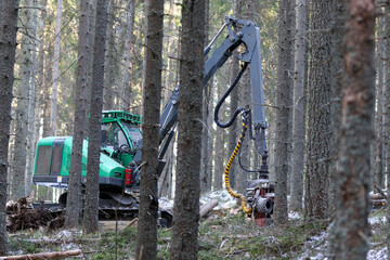 Combine harvester working in an old spruce forest. Detail for work in a coniferous forest. Machine in the national park. Processing of dry trees by fine machinery technique