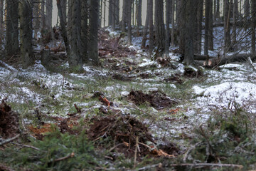 Combine harvester working in an old spruce forest. Detail for work in a coniferous forest. Machine in the national park. Processing of dry trees by fine machinery technique