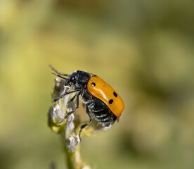 ladybird on a flower