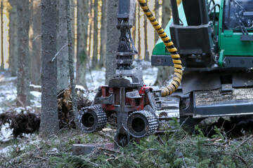 Combine harvester working in an old spruce forest. Detail for work in a coniferous forest. Machine in the national park. Processing of dry trees by fine machinery technique