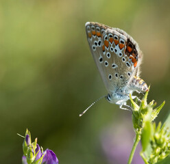 butterfly on a flower