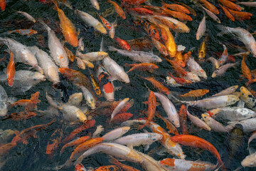 Close up of a pond with Koi carp Carp fishes also know as Kohaku, Sanke, and Showa in it. 