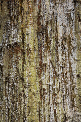 Resin dripping from a pine tree, close-up of the bark of a spruce