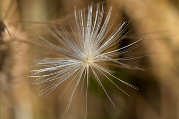 close up of a dandelion