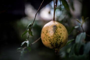 Pomegranate on the tree