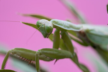 Mantis on the green leaf. African mantis, giant African mantis or bush mantis.