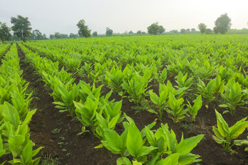 Banana plantation. Banana Farm. Young banana plants in a rural farm in india