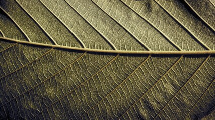 photo of artistic lines on leaf