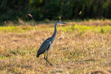 夕日に照らされるアオサギ