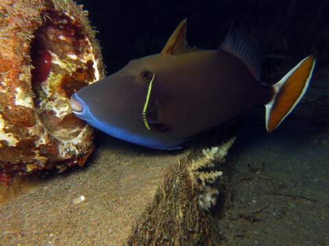 Closeup of a A Bluethroat triggerfish Sufflamen albiecaudatum