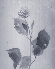 Rose flower. Daguerreotype style. Film grain. Vintage photography. Botanical negative x-rays scan....