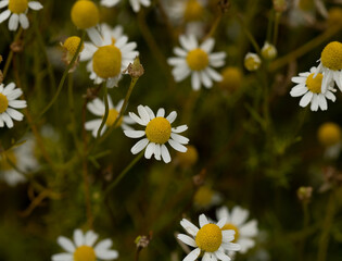 daisies in a field