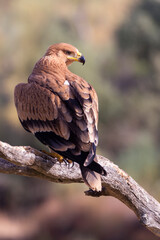 young Spanish imperial eagle perched on a log
