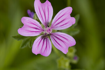 flower in the garden