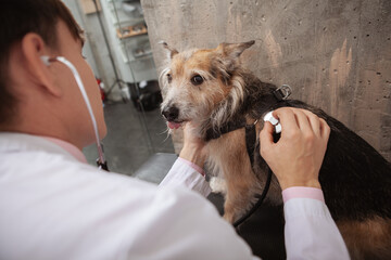Funny shelter dog showing his tongue, looking to the camera during medical examination at veterinary clinic