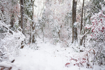 Beautiful winter forest after heavy first snow