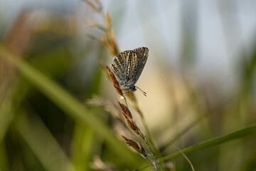 butterfly on grass