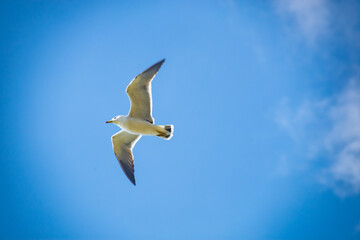 青空を翼を広げて滑空するウミネコ　The black-tailed gull frying in the blue sky