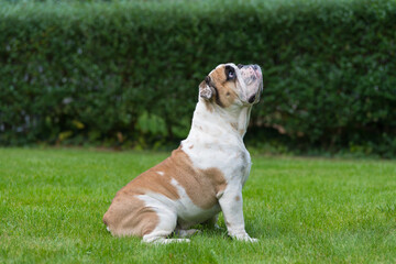 Purebred English Bulldog on green lawn. Young dog standing on green grass and looking up. Copy space. Foliage of hedgerow in the background