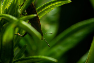 An insect on a leaf. Close up of insects. Insect life concept.