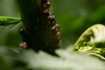 Ants on the stem along with the aphids that are protected by them. The concept of symbiosis between ants and aphids.