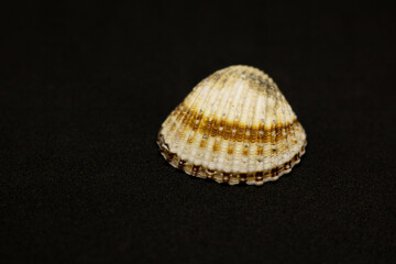 seashell