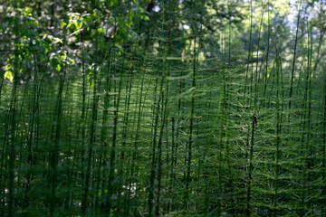 horsetail grows in a swamp, ancient primitive plant