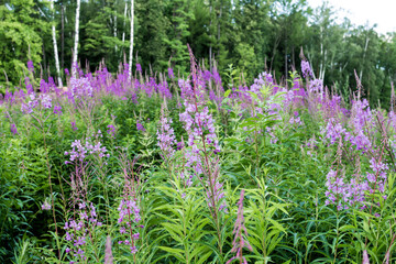 Obraz premium Field of blooming sally flowers, wild medicinal herbal tea of willow plant or Epilobium. Willow-herb, medicinal plant, herbalism. Russian Ivan Tea