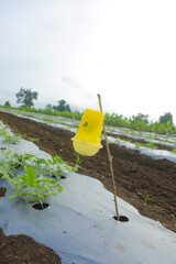 Growing watermelon plant at agriculture field and covers plastic paper for protection