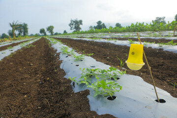 Growing watermelon plant at agriculture field and covers plastic paper for protection