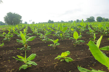Fototapeta na wymiar Banana plantation. Banana Farm. Young banana plants in a rural farm in india